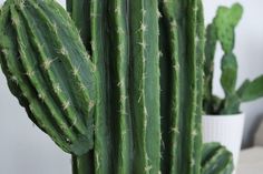 a close up of a green cactus plant