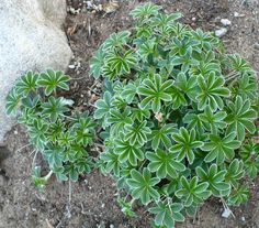 a small green plant growing in the dirt