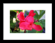 a pink flower with green leaves and blue flowers in the background framed by a black frame