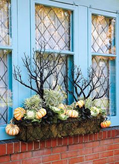 a window sill filled with plants and pumpkins