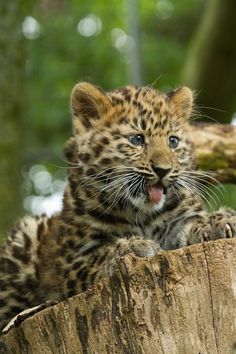 a small leopard cub sitting on top of a tree stump with its mouth open and tongue out