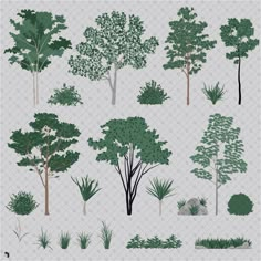 various types of trees and shrubs