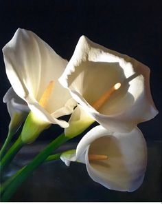 two white flowers with green stems on a black background