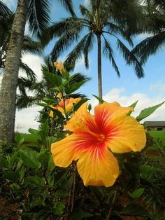 a yellow and red flower sitting in the middle of some bushes with palm trees behind it