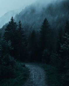 a path in the middle of a forest on a foggy day