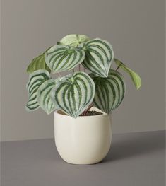 a green and white plant in a white pot on a table with grey background,