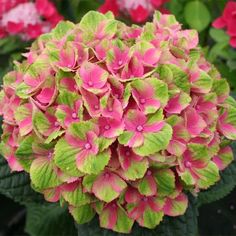 pink and green flowers blooming in the garden