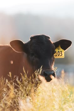 a brown cow standing in tall grass with a yellow tag on it's ear