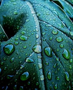 drops of water on a green leaf that is covered in raindrops, close up