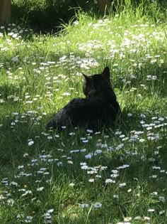 a black cat laying in the grass with daisies and wildflowers around it