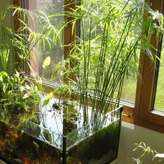 an aquarium filled with plants and water in front of a window