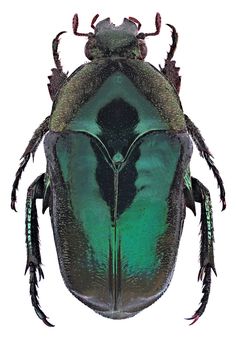 a close up of a green bug on a white background