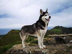 a husky dog standing on top of a rocky hill with the ocean in the background