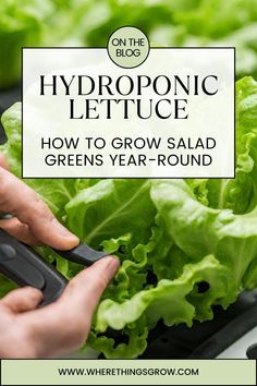 Craving fresh salad greens year-round? 🥗🌱 Learn how to grow hydroponic lettuce and other salad veggies in your own home. Perfect for winter gardening or small spaces! 👉 Read more #HydroponicGardening #YearRoundHarvest #HomeGrownSalad