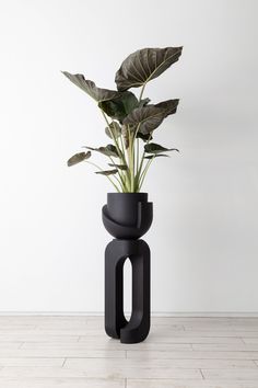 a plant in a black vase on the floor