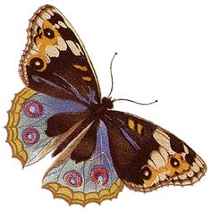 an image of a butterfly on a white background