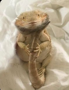 an iguana sitting on top of a white sheet