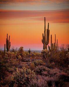 the sun is setting behind some cactus trees