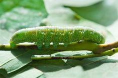 a green caterpillar crawling on top of a leaf