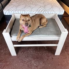 a brown dog laying on top of a bed in a room next to a mattress