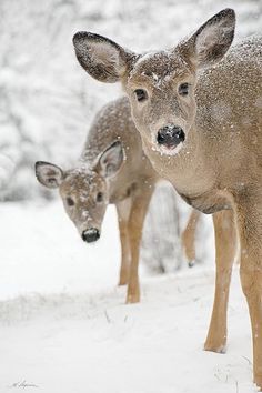 two young deer standing in the snow