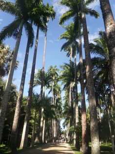 palm trees line the road as people walk down it