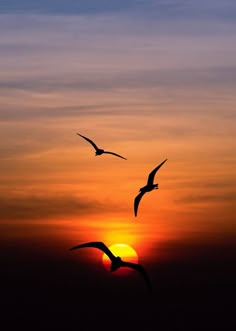 two birds flying in the air at sunset