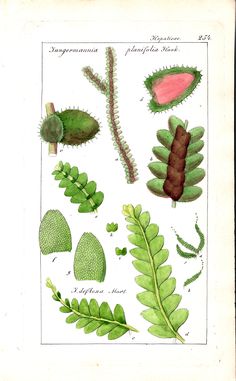 an old book with different types of plants