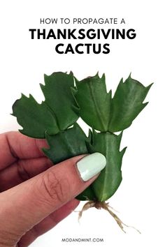 a hand holding a green plant with the words how to propagate a thanksgiving cactus