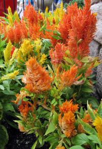 an orange and yellow plant with green leaves