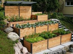 an outdoor garden area with raised wooden planters and plants growing on the side of it