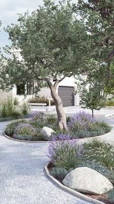 a tree and some rocks in a garden