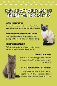 how to get your cat to trust you in 5 steps Cat Owner Hacks, Cat Owner Tips, Cat Remedies, Cat Behavior Facts, Cat Health Problems, Spoiled Cats, How To Gain