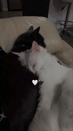 two black and white cats laying next to each other on top of a leather couch