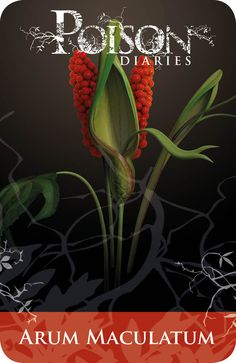 Poisonous Plants:  Arum Maculatum. Plant Bouquet, Hedge Witch, Planting Herbs