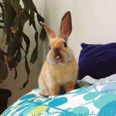 a rabbit sitting on top of a bed next to a plant