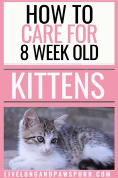 a kitten laying on the ground with text overlay reading how to care for 8 week old kittens