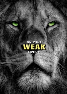 a lion with green eyes and the words, only the weak give up