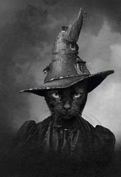 a black cat wearing a witch's hat on top of it's head