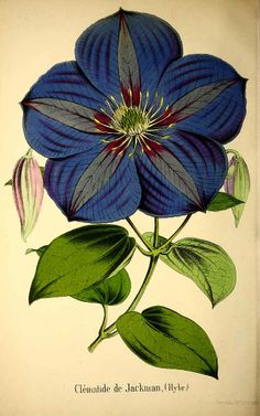 an illustration of a blue flower with green leaves