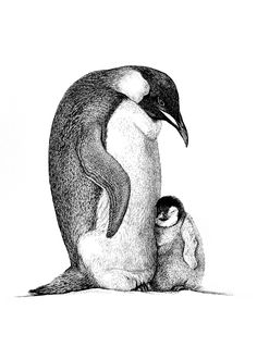 an adult penguin standing next to a baby penguin