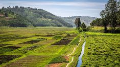 a river running through a lush green field