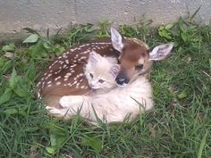 a baby deer laying next to its mother in the grass