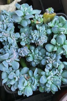 a bunch of green plants in a black container