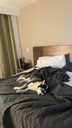 a dog laying on top of a bed next to a window