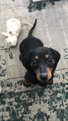 a small black and brown dog sitting on top of a rug