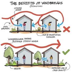 the benefits of windbreaks and how to use them in your homeownership