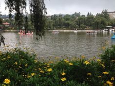 several boats floating on top of a lake surrounded by flowers