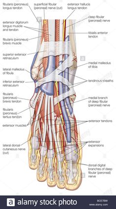 the anatomy of the foot and ankle with labels on each side stock photo royalty image