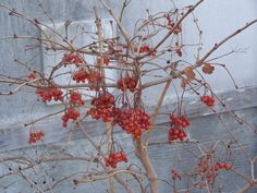 red berries are growing on the branches of a small tree in front of a building